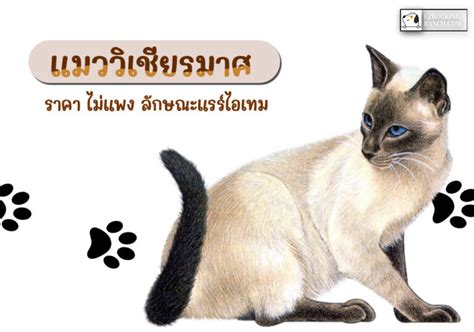 แนะนำแมวไทยชื่อดัง แมววิเชียรมาศ ราคา ไม่แพง ลักษณะแรร์ไอเทม