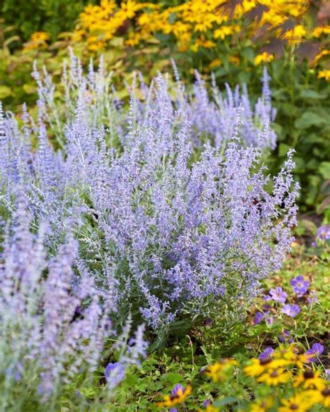 Perovskia Atriplicifolia Lacey Blue Lisslitt Laubgeh Lze