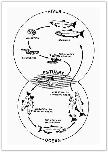 The diagram below shows the life cycle of a species of large fish ...