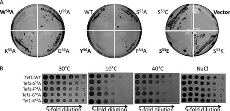 Growth Phenotypes Of Yeast Strains Expressing Wild Type Wt And