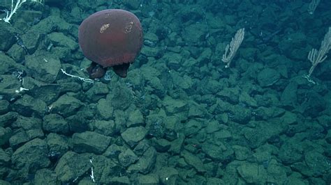 Big Red Northeast Pacific Deep Exploration Project A Mlnep Guide