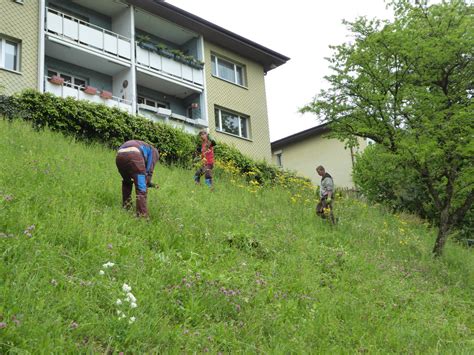 Neophyten Und Problempflanzenbek Mpfung Der Gr N Stadt Z Rich West