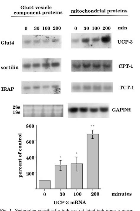 Figure From Ucp Expression In Skeletal Muscle Effects Of Exercise