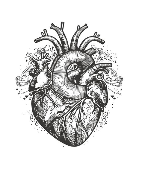 Premium Vector Human Heart In Black And White A Handdrawn Sketch