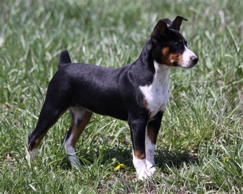 Seegmiller Standard Rat Terriers Contact Us