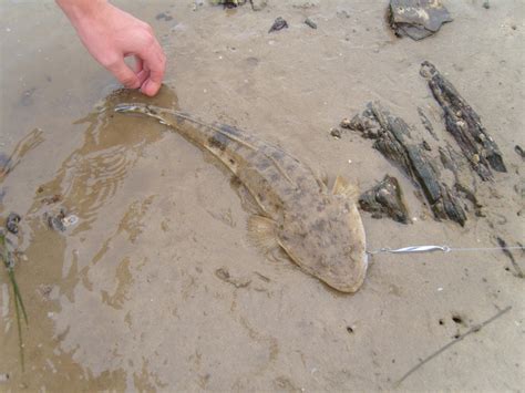 South African Bartail Flathead Pictures And Photographs River Gurnard