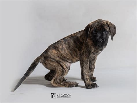 English Mastiff-DOG-Female-Brindle-3006074-Petland Topeka, Kansas