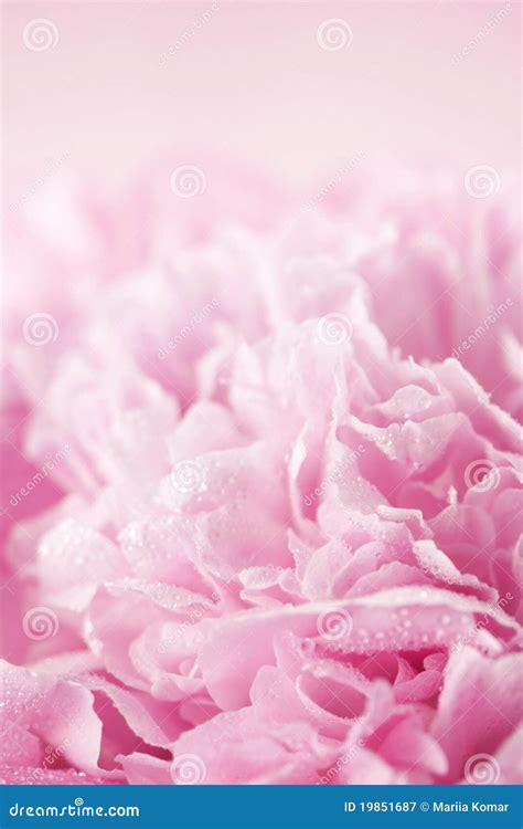 Pink Peony Flower Royalty Free Stock Photography - Image: 19851687