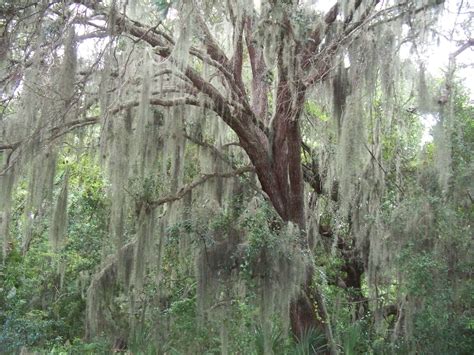 Spanish Moss covered tree | Tree, My pictures, Spanish moss