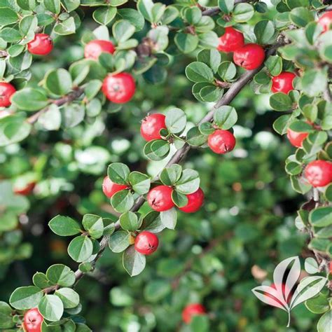 Cotoneaster Cotoneaster apiculatus Cranberry Cotoneaster from Greenleaf Nursery