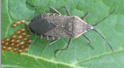 Easy And Proven Ways To Control Squash Bugs For Pest Free Gardens