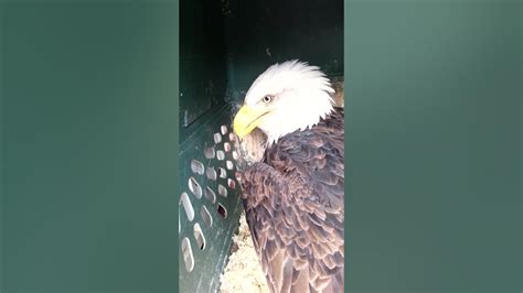 29 November 2013 Bald Eagle Lead Poisoning Youtube