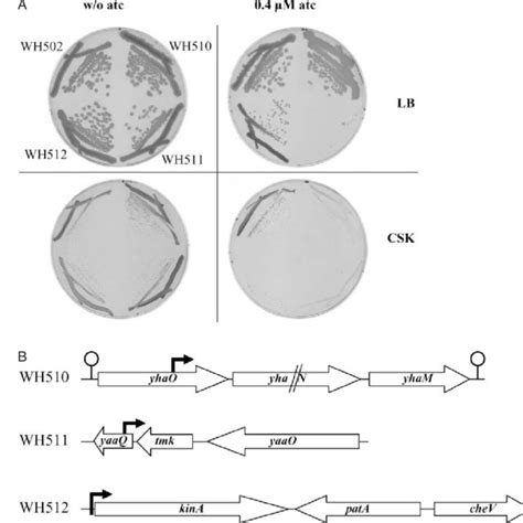 A Atc Dependent Growth Phenotypes Of InsTet G 1 Integration Mutants