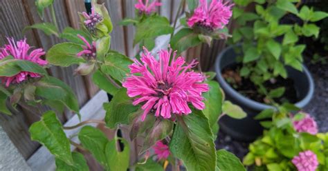 Growing Bergamot Allotment Book