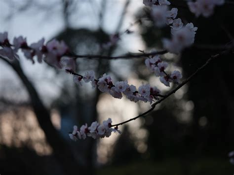 Sfondi Giappone Natura Inverno Ramo Fiore Di Ciliegio Fiorire