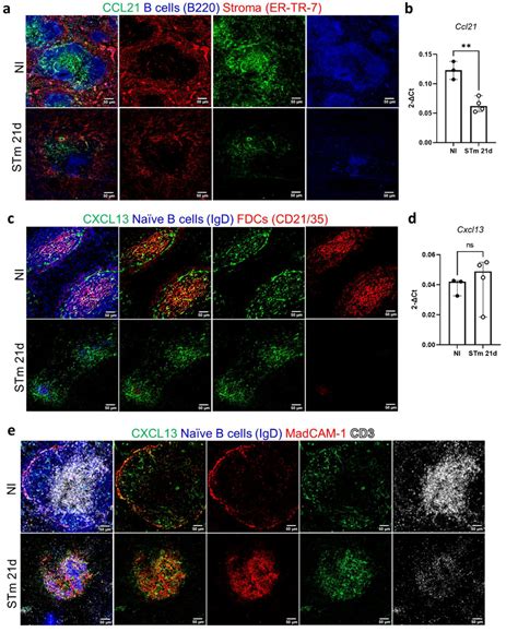 Cxcl13 Expression In The Follicles Is Maintained After Infection With