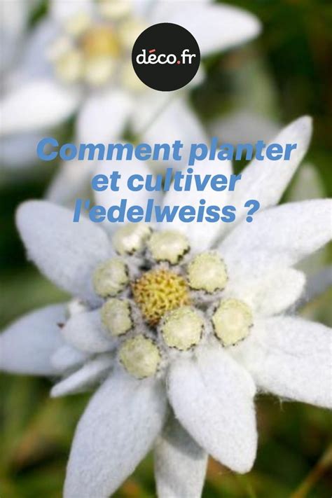 Comment Planter Et Cultiver L Edelweiss Comment Planter Cultiver