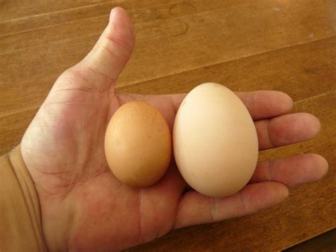 Complained That Jersey Giant Eggs Were Too Small No More Complaints Rbackyardchickens