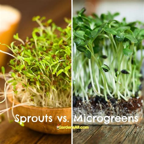 Microgreens Vs Sprouts What S The Difference Gardensall