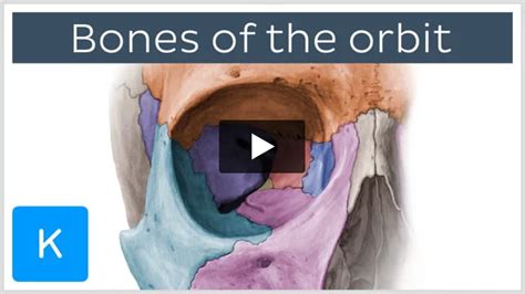 Orbital septum: Anatomy and function | Kenhub