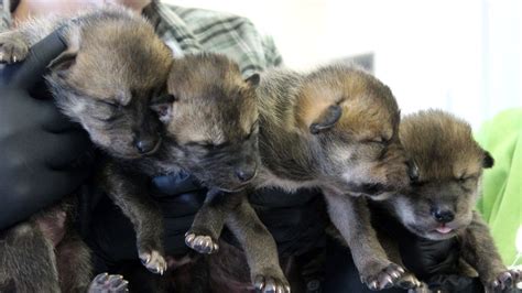 Mexican Wolf Pups Born at Brookfield Zoo Released Into the Wild as Part ...