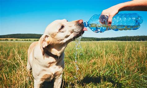 Canicule Nos Conseils Pour Prot Ger Et Rafr Chir Vos Chiens Et Chats