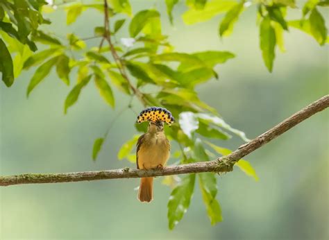 Royal Flycatchers Onychorhynchus Coronatus Earth Life