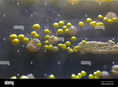 Saccharomyces Cerevisiae Hi Res Stock Photography And Images Alamy