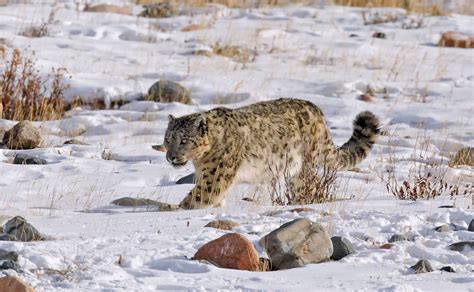 Snow Leopard Photography Tour Went Successful Wildlife Tours Mongolia