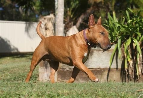 Growth Bull Terrier Puppy Weight Chart Bull Terrier