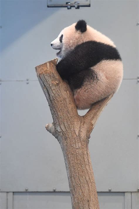 A Panda Bear Sitting On Top Of A Tree Branch