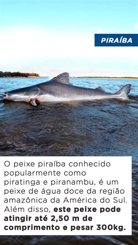 Top Maiores Peixes De Gua Doce Do Mundo Blog Do Pescador