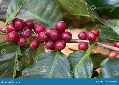 Red Coffee Beans On A Branch Of Coffee Tree Stock Image Image Of