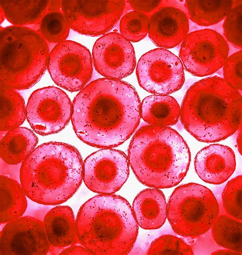 Lifeline Introduces Human Blood Cells