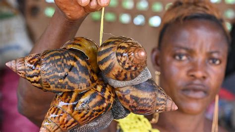 En C Te Divoire Des Fermes Descargots G Ants En Plein Boom Le