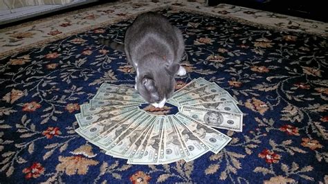 Now Its Only Money Aint No Powder In My 20 Bills See A Pimp Shinin Bitch Tell Me How Ya Pussy