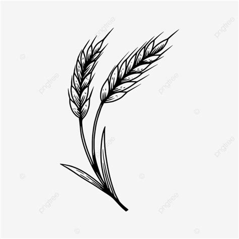 Illustration Of Wheat Spikelet In Engraving Style Wheat Drawing Wheat