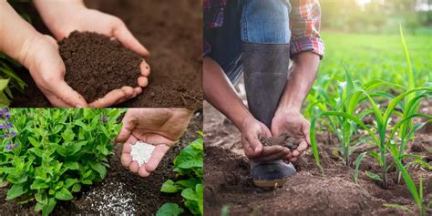 Como Fazer Adubo Caseiro Para Planta Receitas Para Deixar As Plantas