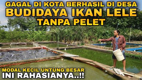 Rahasia Berhasil Budidaya Ikan Lele Kolam Semi Permanen Tanpa Pelet