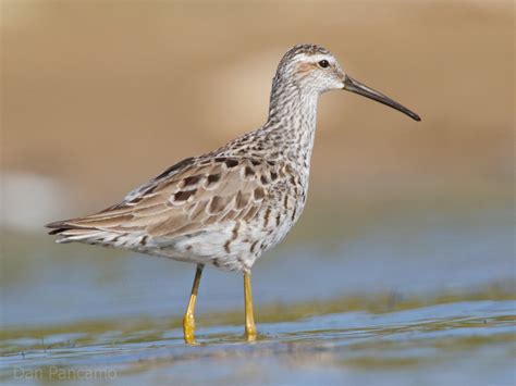 Stilt sandpiper - song / call / voice / sound.