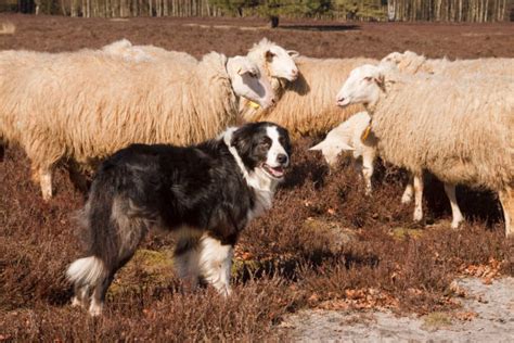 5900 Sheepdog Sheep Stock Photos Pictures And Royalty Free Images Istock