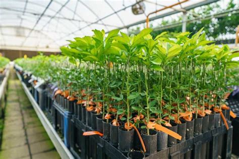 Treesource Goes All Indoors On Citrus Production Greenhouse Grower