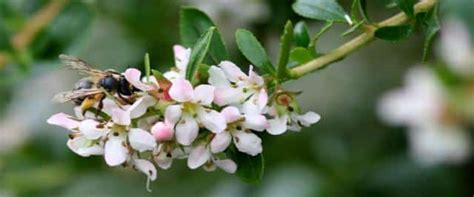 Escallonia, flowers all summer long - proper planting and care