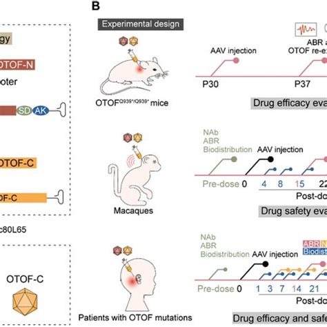 experimental design  human otof expression method fulllength otof