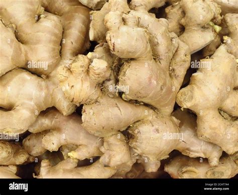 Freshly Harvested Ginger Hi Res Stock Photography And Images Alamy