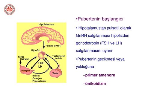 Ppt Üreme Fizyolojisi Powerpoint Presentation Free Download Id 946463