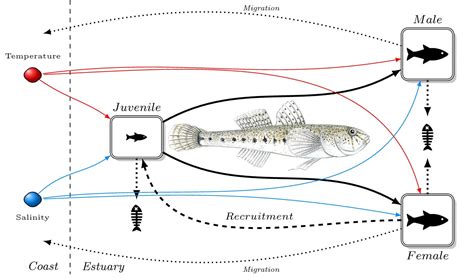 Projecting the effects of climate change on fish populations - ClimeFish