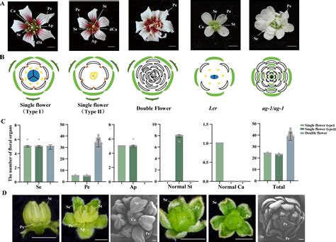 实验室科研团队发现LINE1转座子插入XsAG1内含子导致文冠果重瓣花形成 林木遗传育种全国重点实验室 东北林业大学