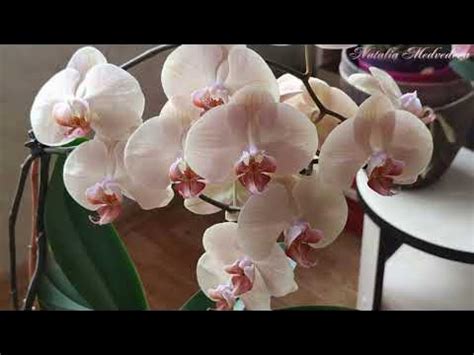 ЛЕДИ МАРМЕЛАД фаленопсис , Phal. Lady Marmelade/Венус/Venus - три ...