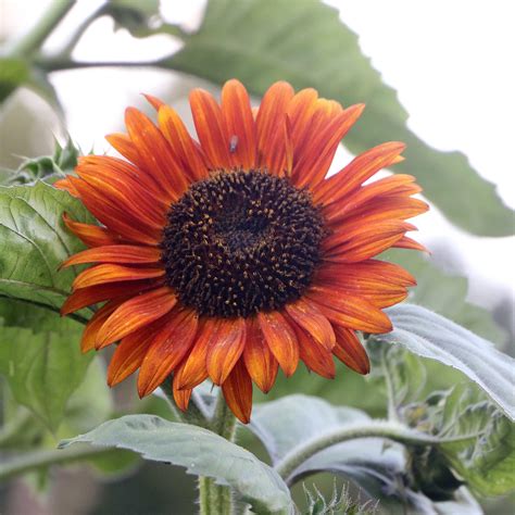 Heirloom Sunflower Seeds